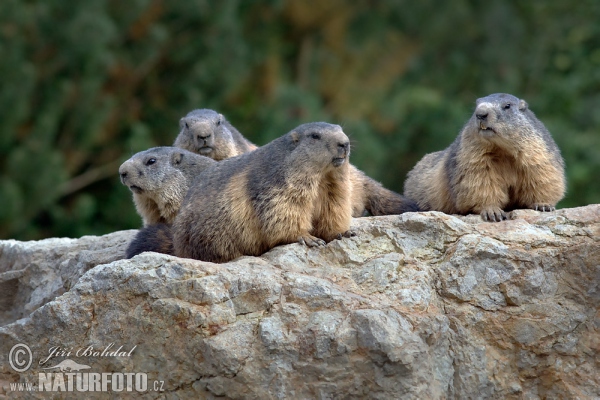 Alpine Marmot (Marmota marmota)