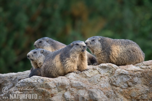 Alpine Marmot (Marmota marmota)