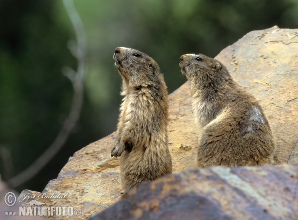 Alpine Marmot (Marmota marmota)