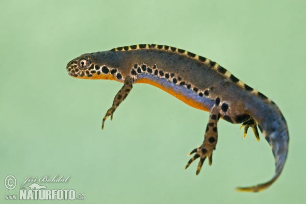 Alpine Newt (Mesotriton alpestris)