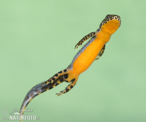 Alpine Newt (Mesotriton alpestris)