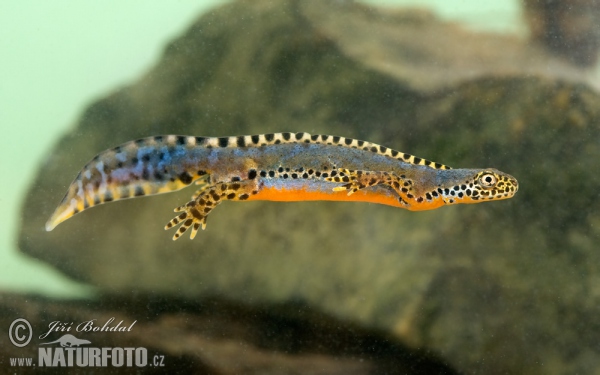 Alpine Newt (Mesotriton alpestris)