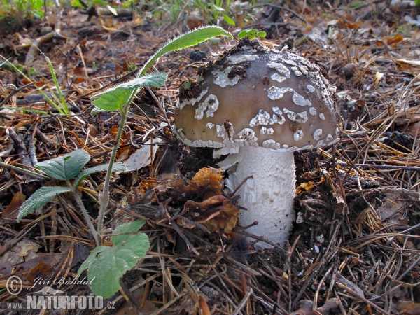 amanita de pie grueso