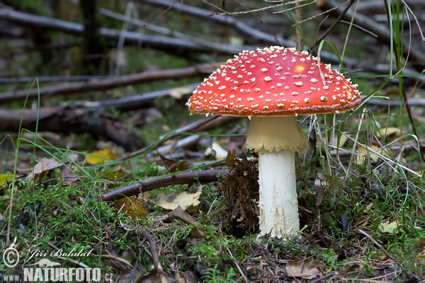 Amanita muscaria