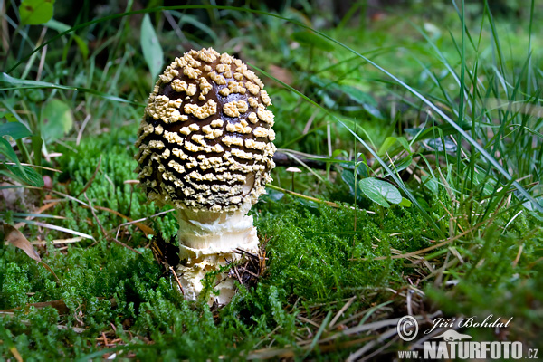 Amanita regalis