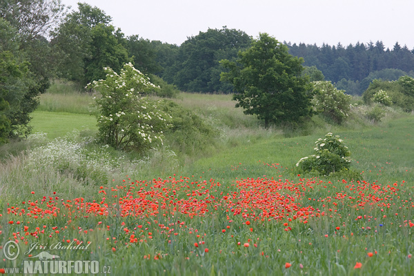 Amapola