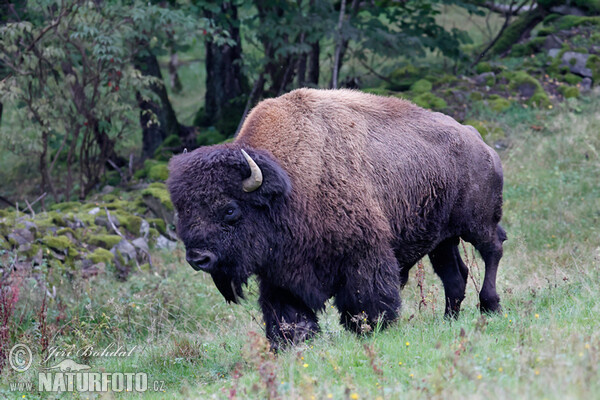 American Bison (Bison bison)