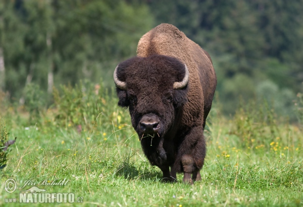 American Bison (Bison bison)