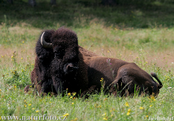 American Bison (Bison bison)