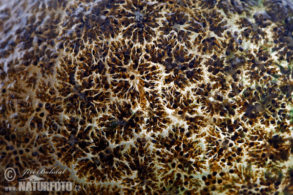 American Bryozoan (Pectinatella magnifica)