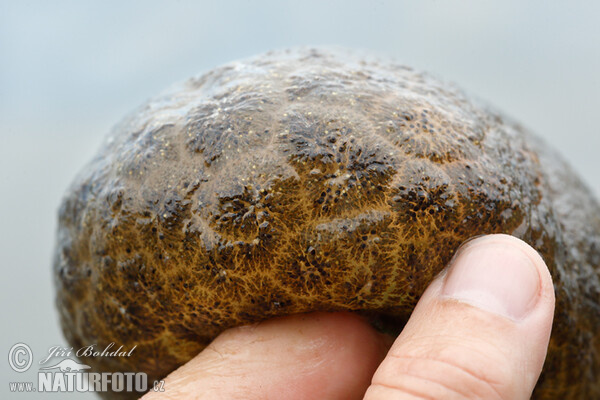 American Bryozoan (Pectinatella magnifica)