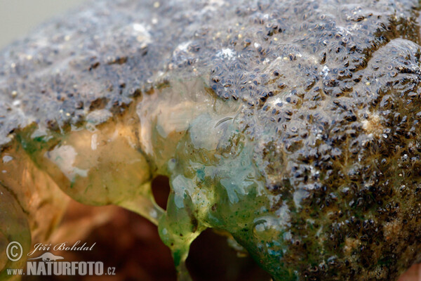 American Bryozoan (Pectinatella magnifica)