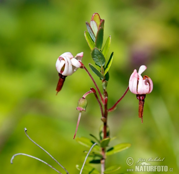 American Cranberry (Vaccinium macrocarpon)