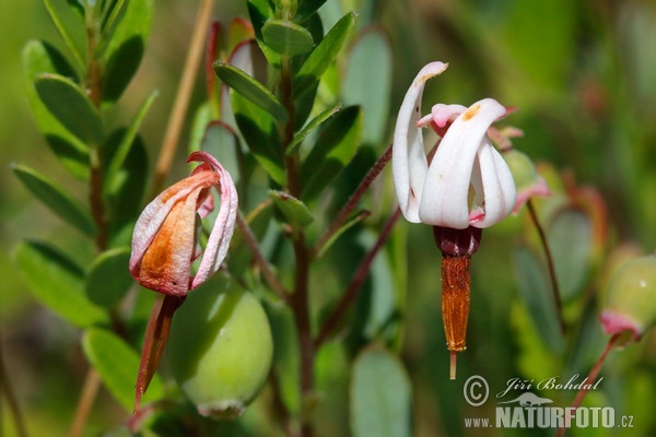 American Cranberry (Vaccinium macrocarpon)