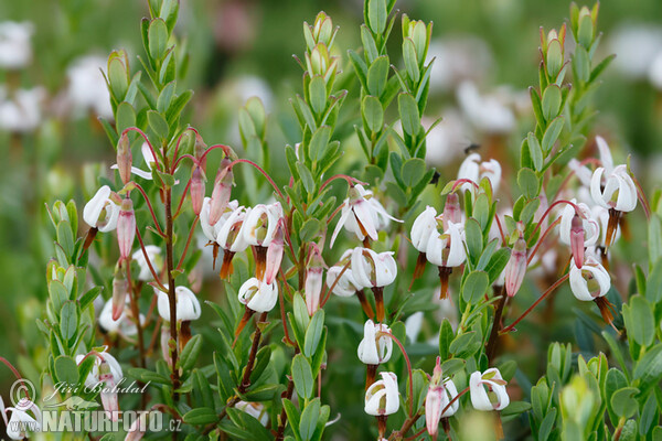 American Cranberry (Vaccinium macrocarpon)