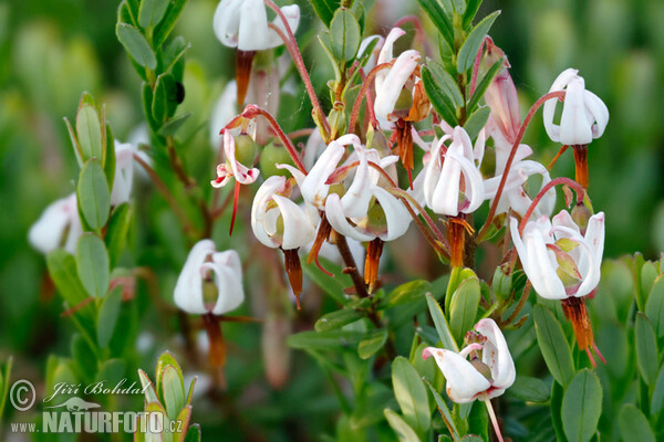 American Cranberry (Vaccinium macrocarpon)