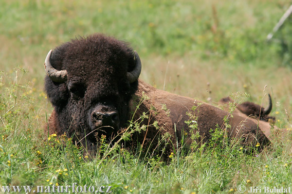 Amerikansk bison