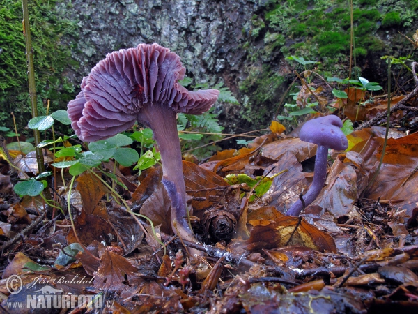 Amethyst Deceiver Mushroom (Laccaria amethystina)