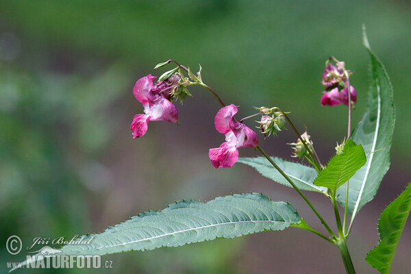 ampe-balsamin Kjempespringfro