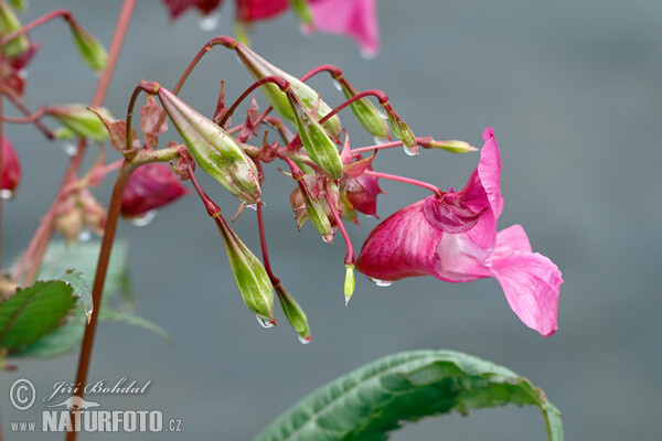 ampe-balsamin Kjempespringfro