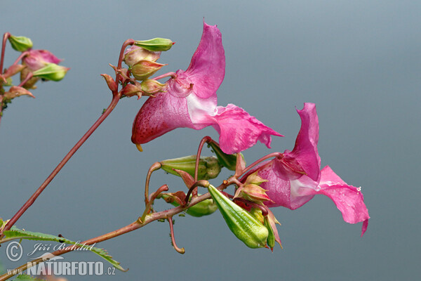 ampe-balsamin Kjempespringfro