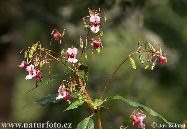 ampe-balsamin Kjempespringfro