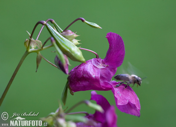 ampe-balsamin Kjempespringfro