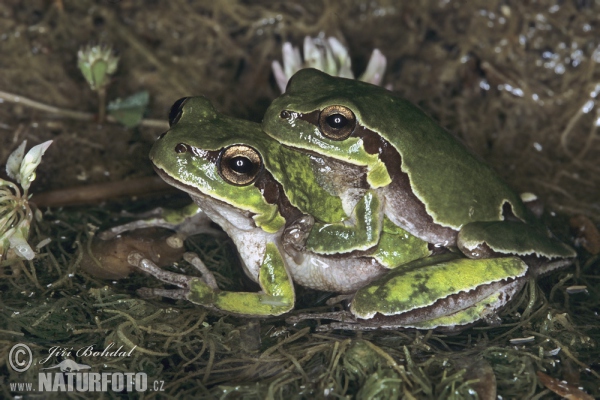 Anatolian Tree Frog (Hyla savignyi)