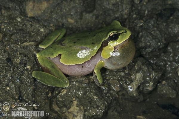 Anatolian Tree Frog (Hyla savignyi)