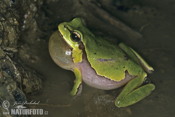 Anatolian Tree Frog (Hyla savignyi)