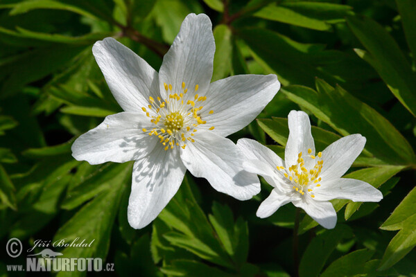 anémona de bosque