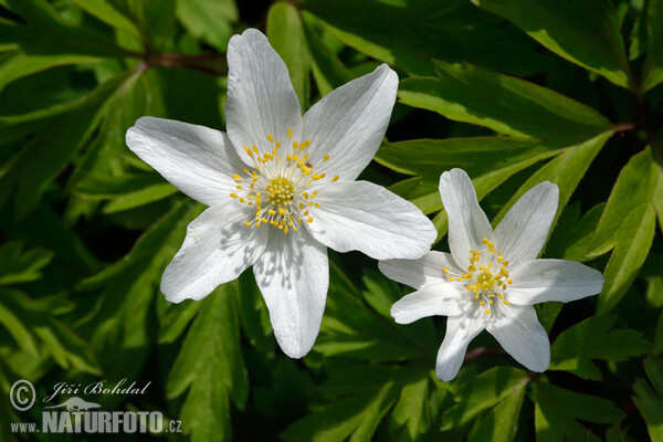 anémona de bosque