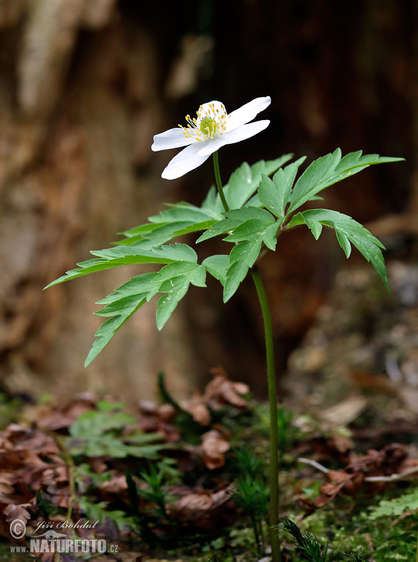 anémona de bosque