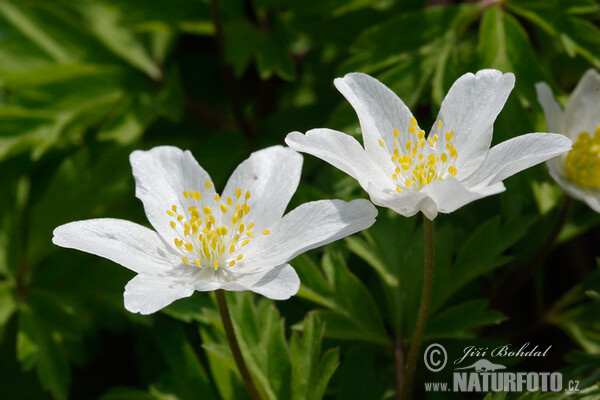 Anemone nemorosa