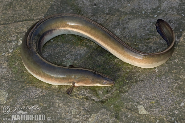 anguila común