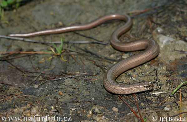 Anguis fragilis