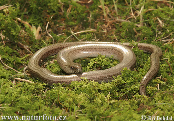 Anguis fragilis