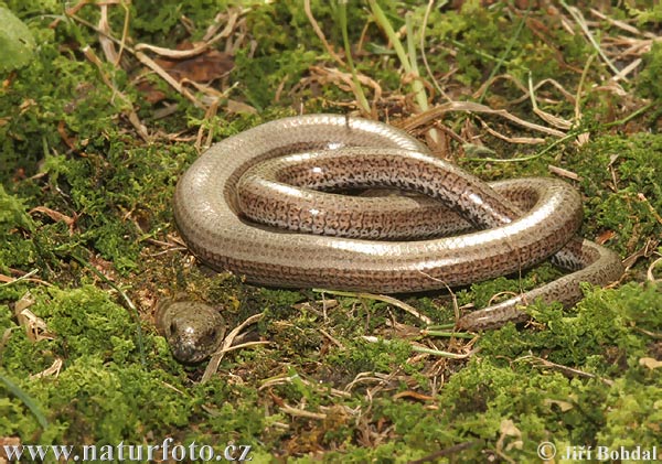 Anguis fragilis