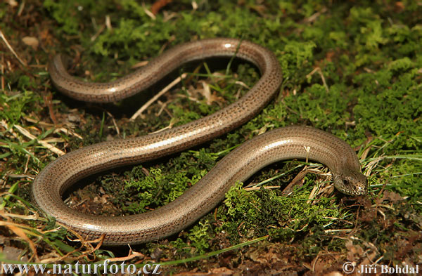 Anguis fragilis