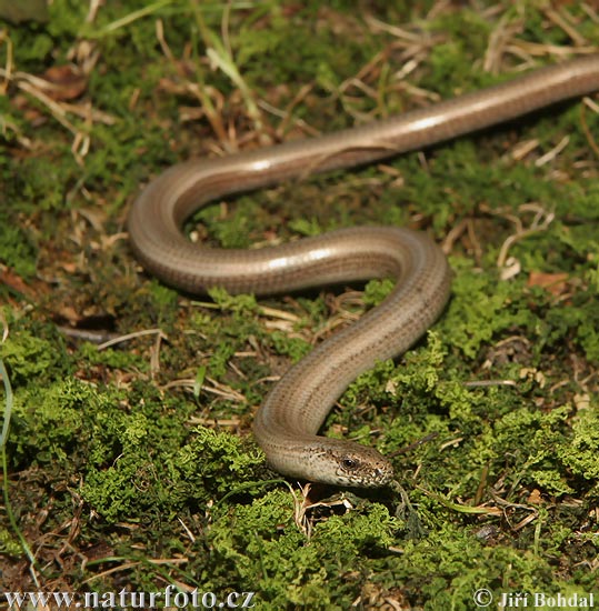 Anguis fragilis