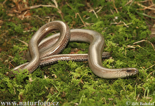 Anguis fragilis