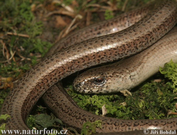 Anguis fragilis