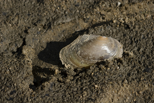 Anodonta cygnea