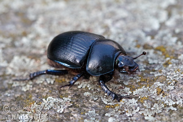 Anoplotrupes stercorosus