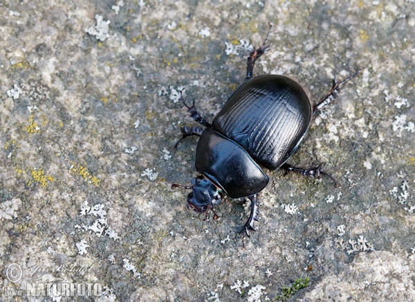 Anoplotrupes stercorosus