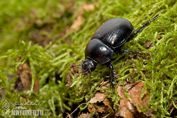 Anoplotrupes stercorosus