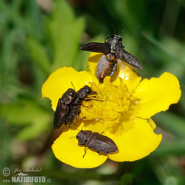 Anthaxia quadripunctata