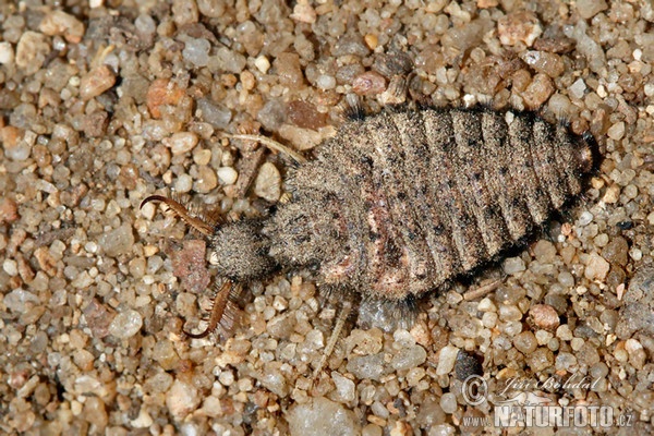 Antlion (Myrmeleo sp.)