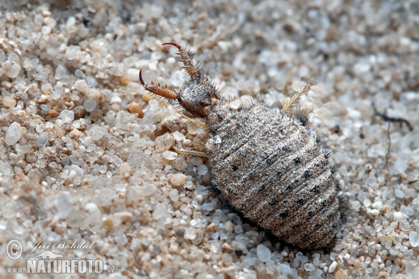 Antlion (Myrmeleo sp.)