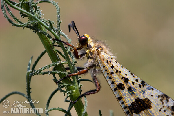 Antlion (Palpares libelluloides)